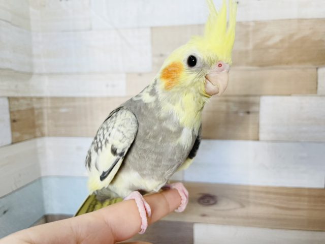 オカメインコ