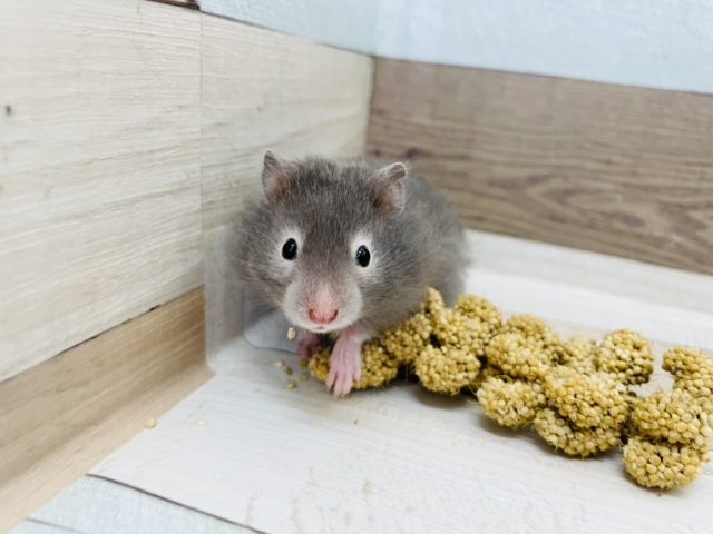 ゴールデンハムスター