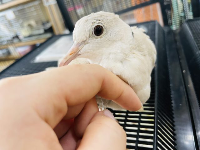 ジュズカケバト