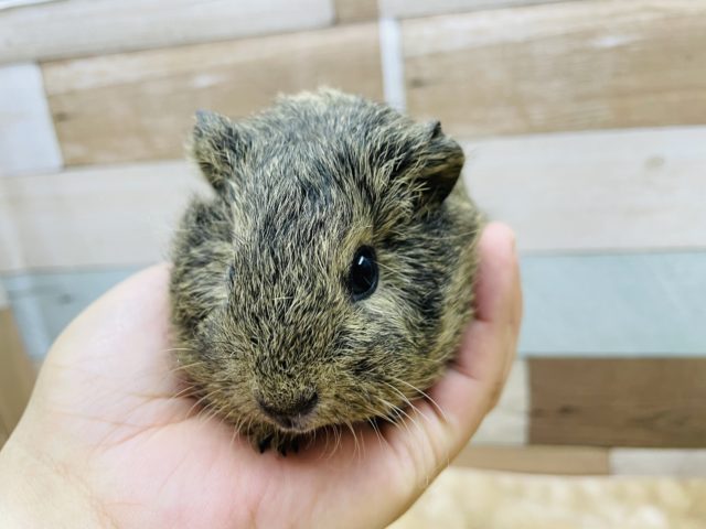 テッセルモルモット