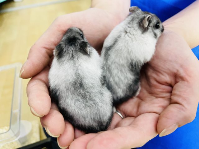 ドワーフハムスターの1種