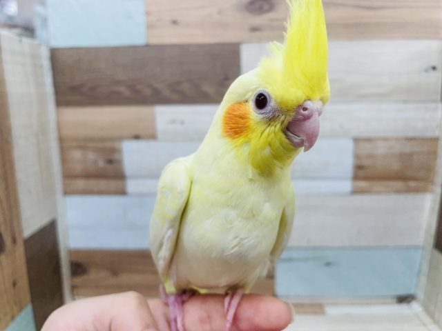 オカメインコ