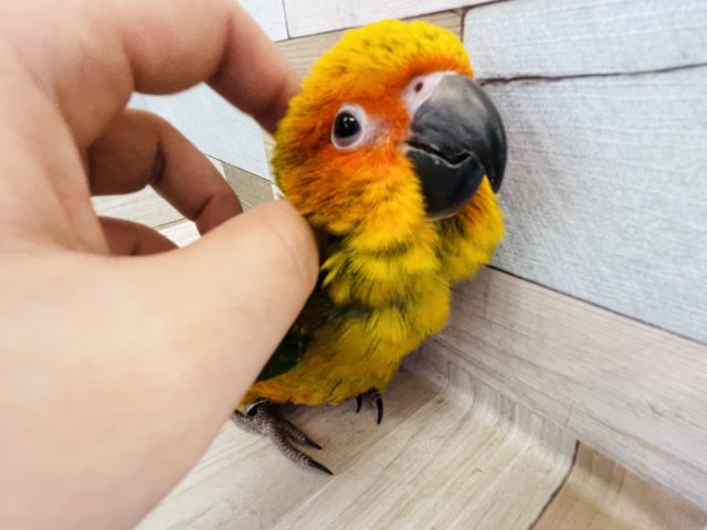 コガネメキシコインコ