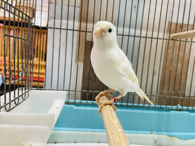 鳴ローラーカナリア（ナキローラーカナリア）