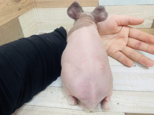 スキニーギニアピッグ