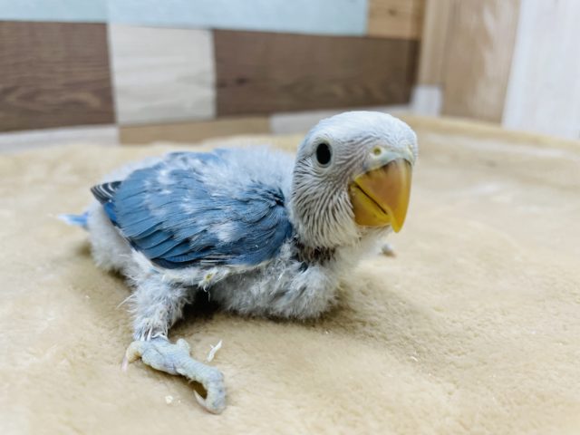 コザクラインコ（小桜インコ）