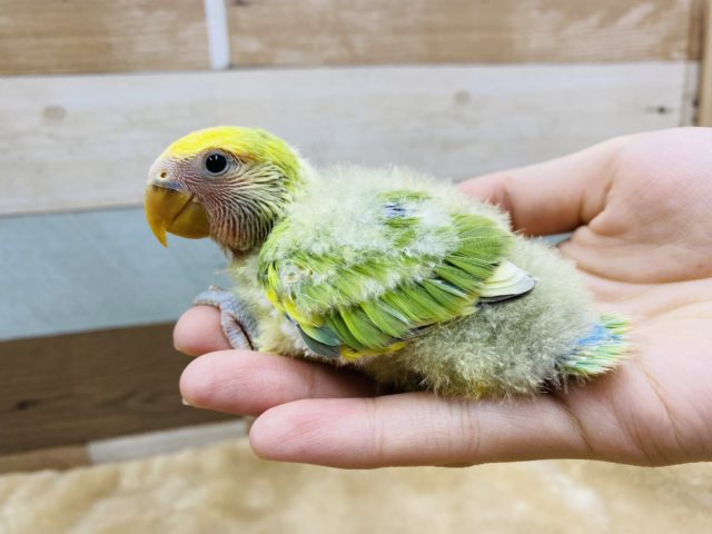 コザクラインコ（小桜インコ）