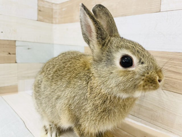 ネザーランドドワーフ