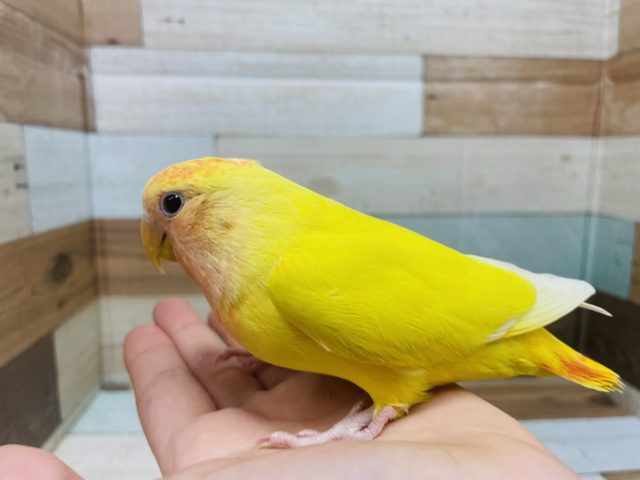 コザクラインコ（小桜インコ）