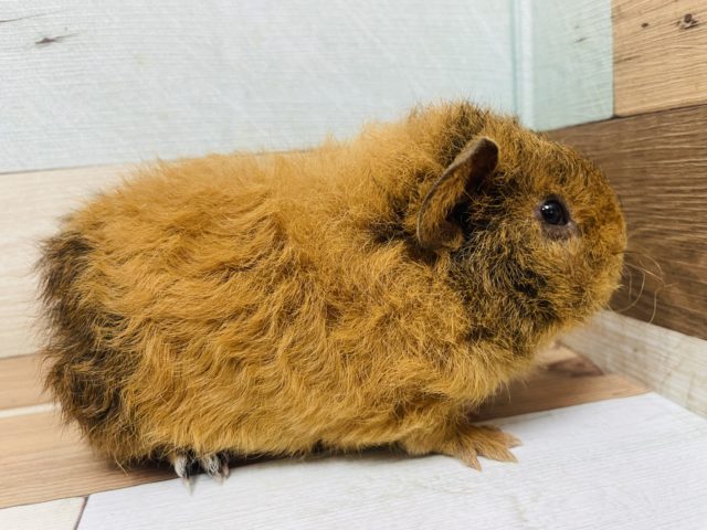 テディモルモット