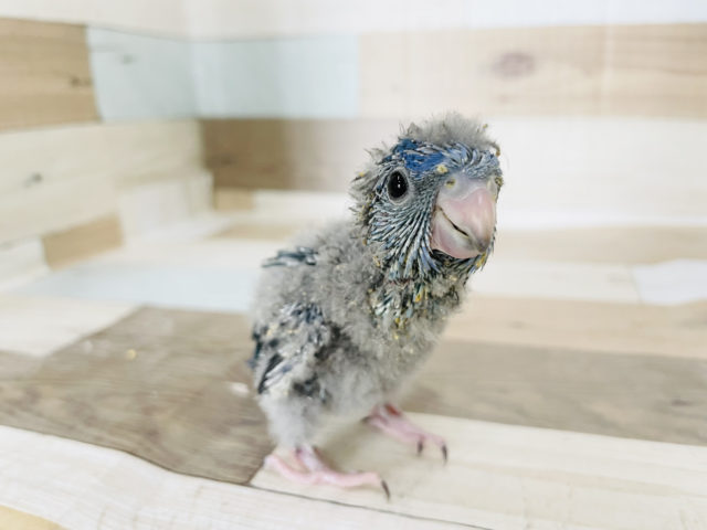 サザナミインコ