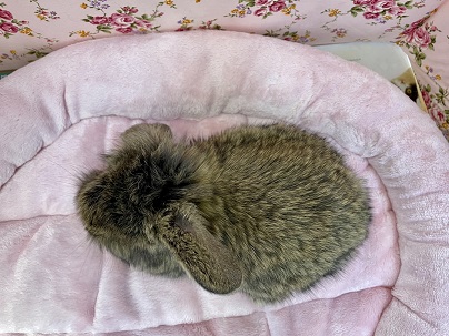 ロップイヤーラビット