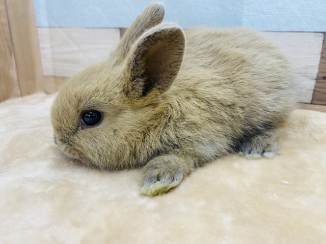 ネザーランドドワーフ