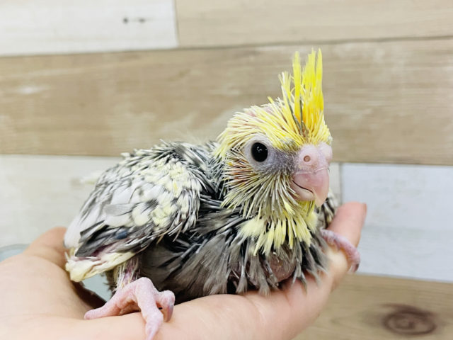オカメインコ