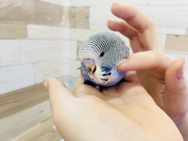 ジャンボセキセイインコ