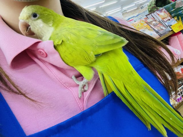 オキナインコ