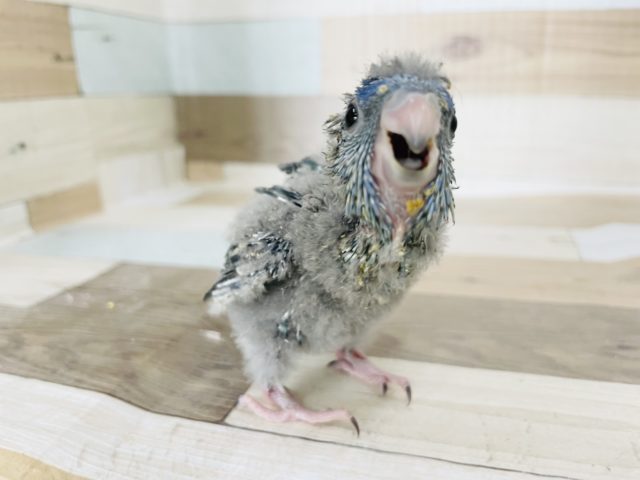 サザナミインコ