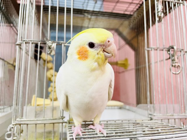 オカメインコ
