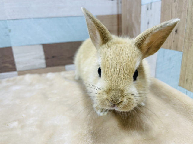 最新画像!活発な女の子!ネザーランドドワーフのオレンジカラー! ネザーランドドワーフ