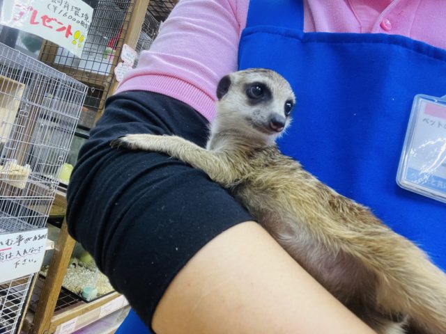 ミーアキャット