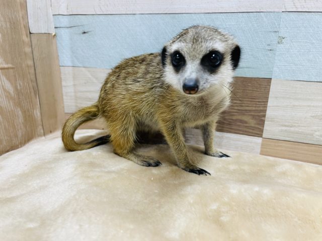 ミーアキャット