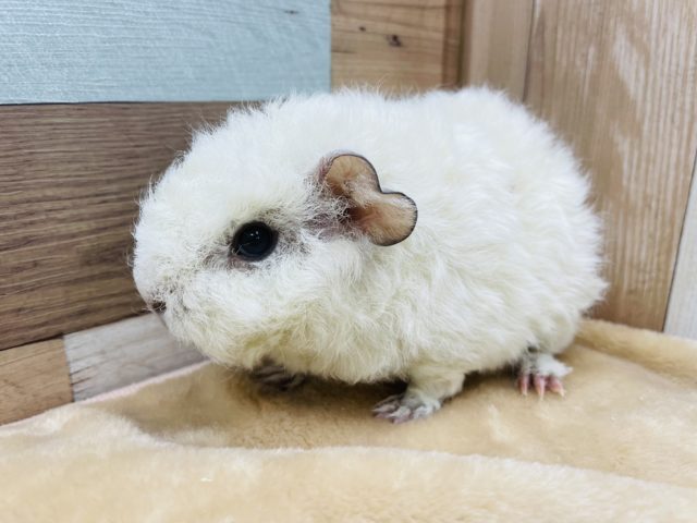 テッセルモルモット