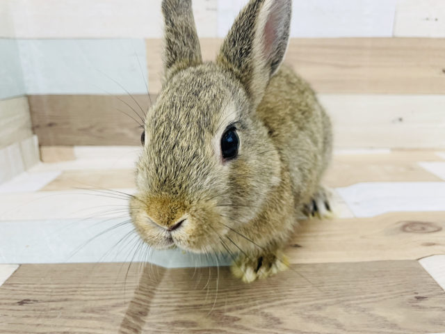 ネザーランドドワーフ