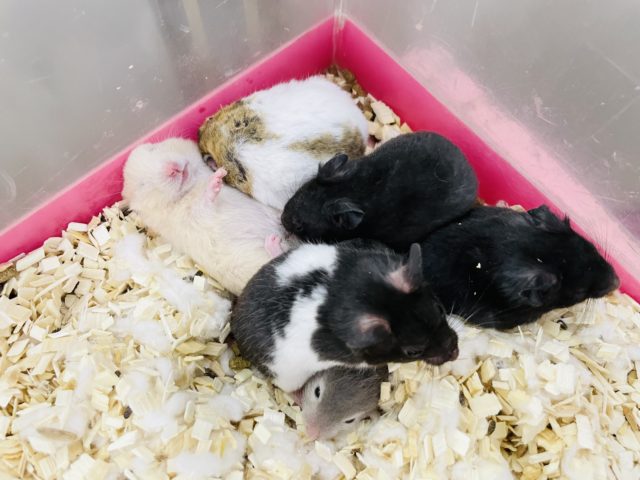 ゴールデンハムスター