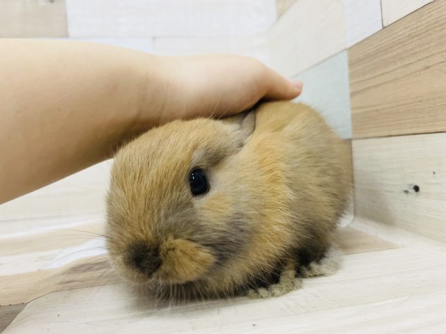 ネザーランドドワーフ