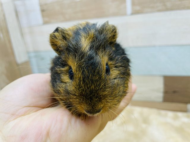 テッセルモルモット