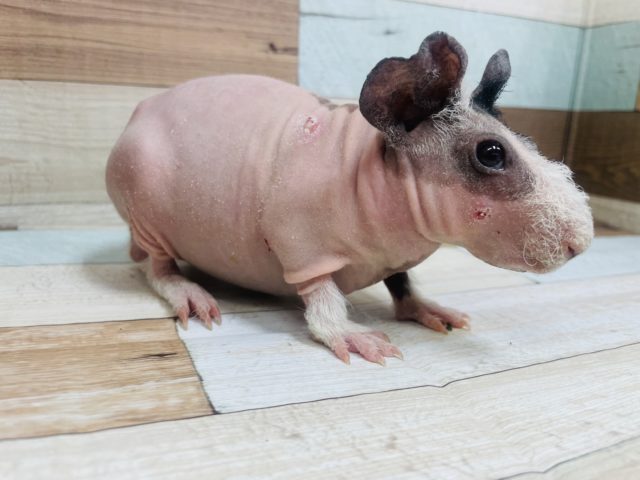 スキニーギニアピッグ