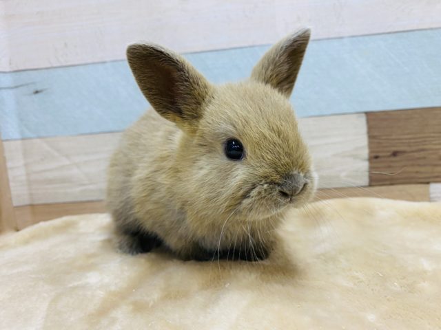 ネザーランドドワーフ