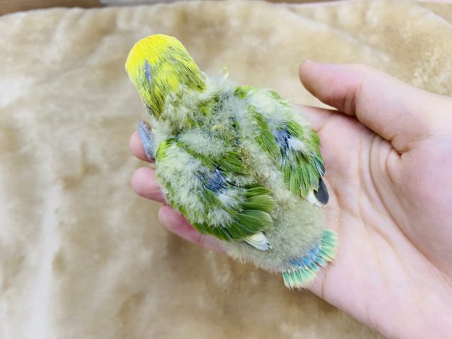 コザクラインコ（小桜インコ）