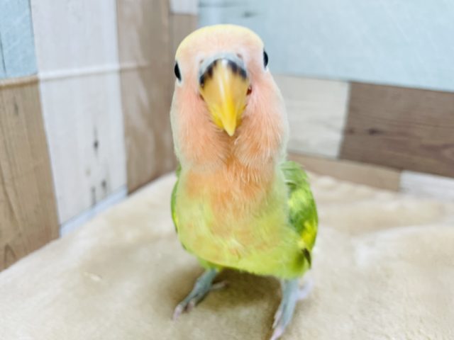 コザクラインコ（小桜インコ）