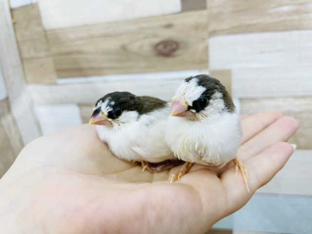 十姉妹（ジュウシマツ）