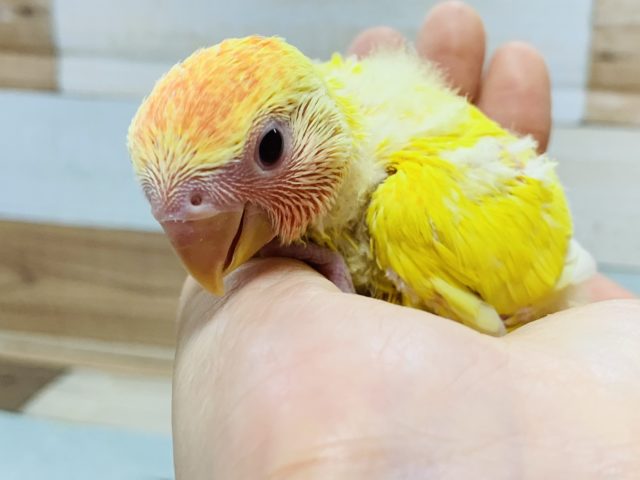 コザクラインコ（小桜インコ）