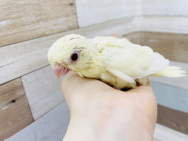サザナミインコ