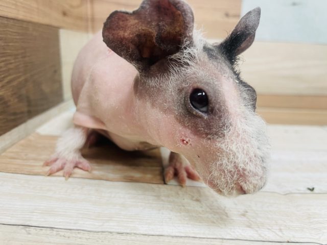 スキニーギニアピッグ