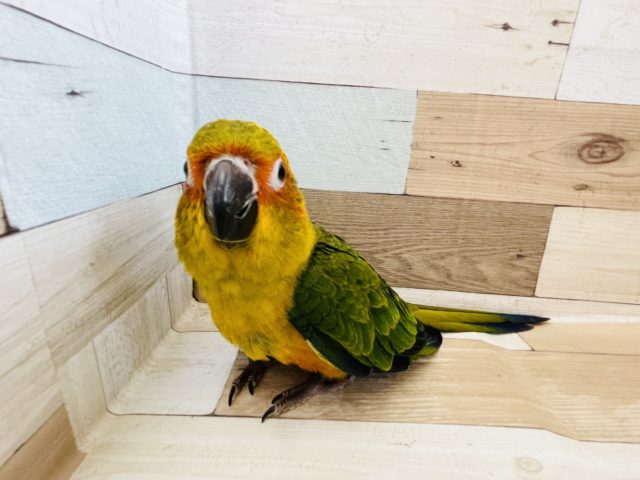 コガネメキシコインコ