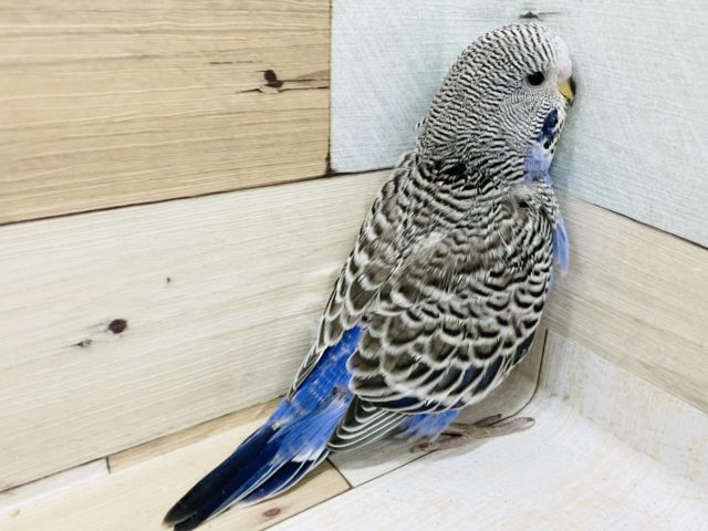 ジャンボセキセイインコ