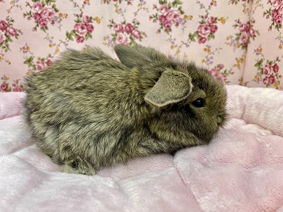 ロップイヤーラビット