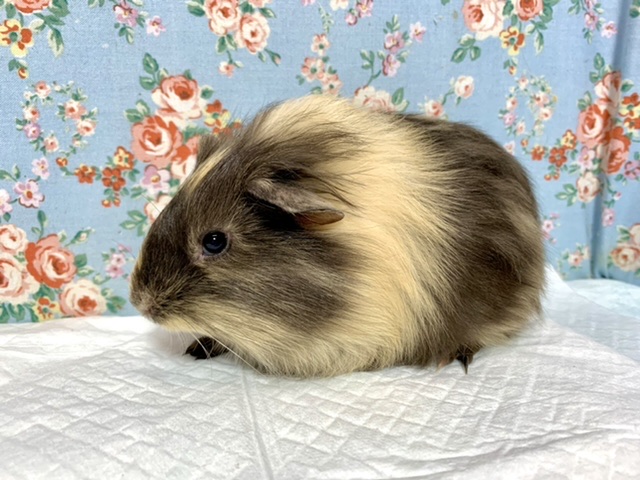 イングリッシュモルモット