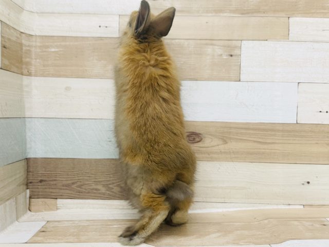 ネザーランドドワーフ