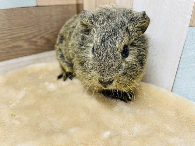 テッセルモルモット