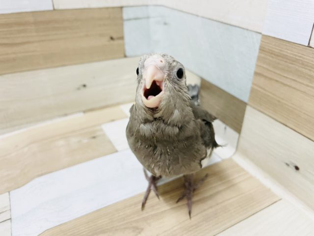 オカメインコ