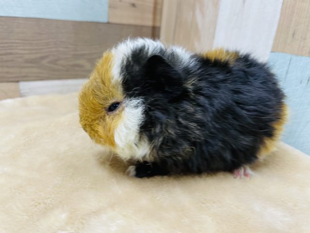 テッセルモルモット