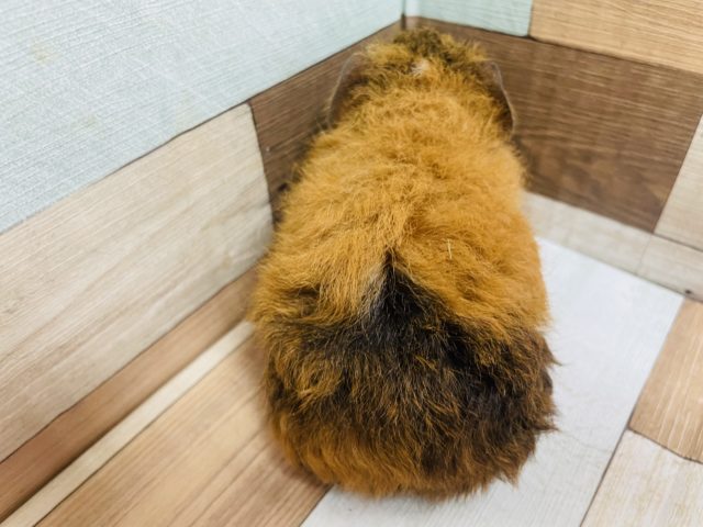 テディモルモット