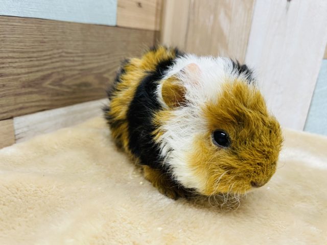 テッセルモルモット