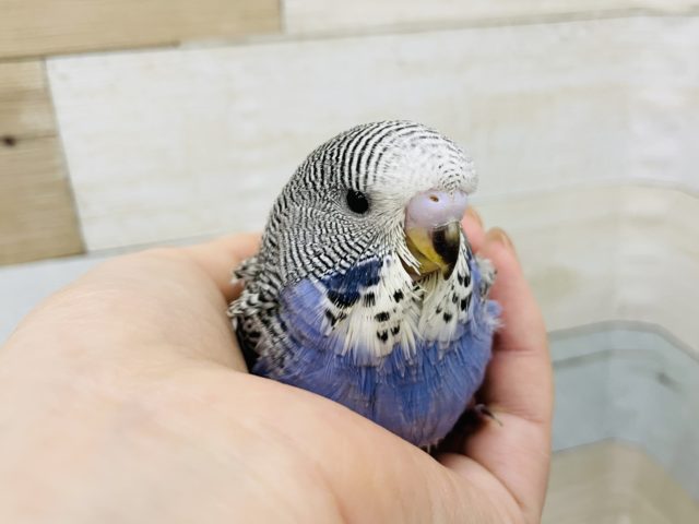 ジャンボセキセイインコ
