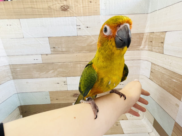 コガネメキシコインコ